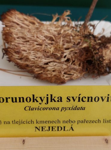 KORUNOKYJKA SVÍCNOVITÁ (Clavicorona pyxidata) FOTO: Marta Knauerová, 22.9.2023