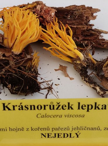 KRÁSNORŮŽEK LEPKAVÝ (Calocera viscosa) FOTO: Marta Knauerová, 22.9.2023