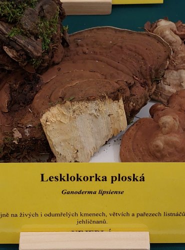 LESKLOKORKA PLOSKÁ (Ganoderma applanatum) FOTO: Marta Knauerová, 22.9.2023