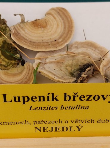 LUPENÍK BŘEZOVÝ (Lenzites betulina) FOTO: Marta Knauerová, 22.9.2023