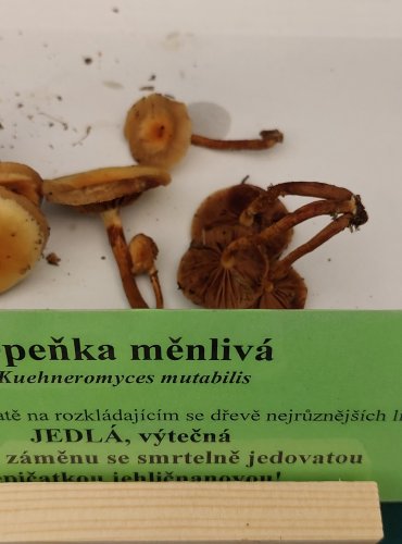 OPEŇKA MĚNLIVÁ (Kuehneromyces mutabilis) FOTO: Marta Knauerová, 22.9.2023