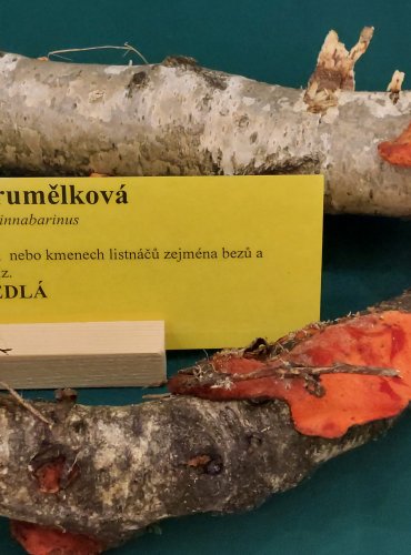 OUTKOVKA RUMĚLKOVÁ (Pycnoporus cinnabarinus) FOTO: Marta Knauerová, 22.9.2023