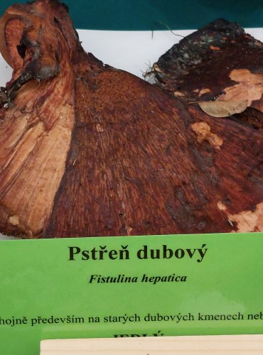 PSTŘEŇ DUBOVÝ (Fistulina hepatica) FOTO: Marta Knauerová, 22.9.2023