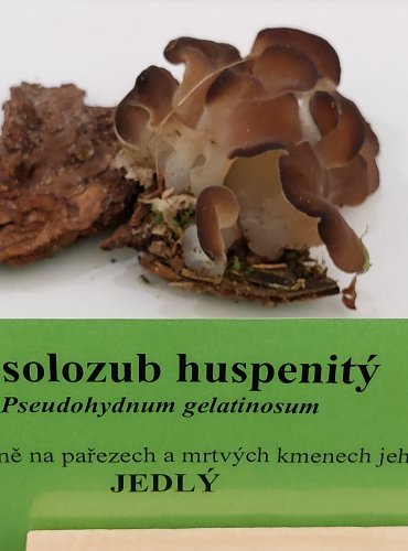 ROSOLOZUB HUSPENITÝ (Pseudohydnum gelatinosum) FOTO: Marta Knauerová, 22.9.2023