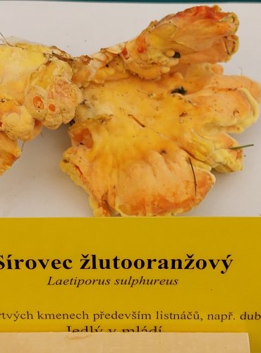 SÍROVEC ŽLUTOORANŽOVÝ (Laetiporus sulphureus) FOTO: Marta Knauerová, 22.9.2023