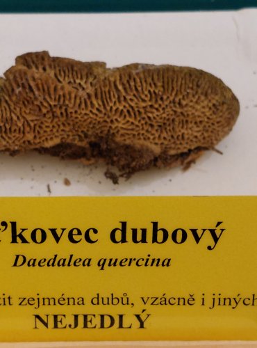 SÍŤKOVEC DUBOVÝ (Daedalea quercina) FOTO: Marta Knauerová, 22.9.2023
