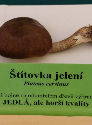 ŠTÍTOVKA JELENÍ (Pluteus cervinus) FOTO: Marta Knauerová, 22.9.2023