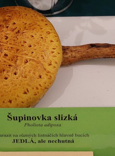 ŠUPINOVKA SLIZKÁ (Pholiota adiposa) FOTO: Marta Knauerová, 22.9.2023