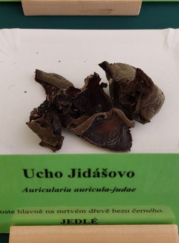 UCHO JIDÁŠOVO (Auricularia auricula-judae) FOTO: Marta Knauerová, 22.9.2023