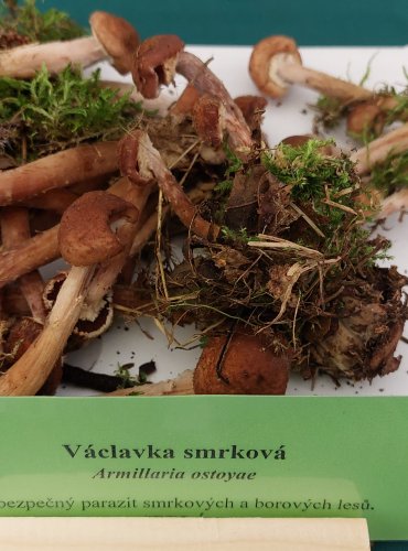 VÁCLAVKA SMRKOVÁ (Armillaria ostoyae) FOTO: Marta Knauerová, 22.9.2023