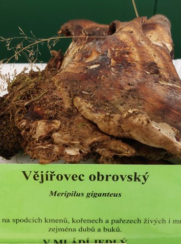 VĚJÍŘOVEC OBROVSKÝ (Meripilus giganteus) FOTO: Marta Knauerová, 22.9.2023