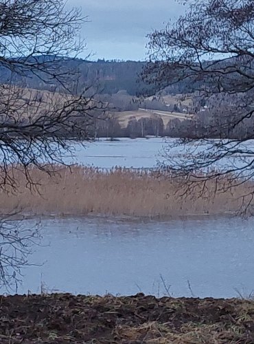 Pohled na rákosinové ostrůvky mělkých vod v horní části Lipenské přehrady, FOTO: Marta Knauerová, 25.12.2023