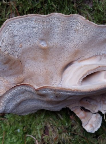 BĚLOCHOROŠ (Postia sp.) blíže neurčený, FOTO: Marta Knauerová, 12/2024