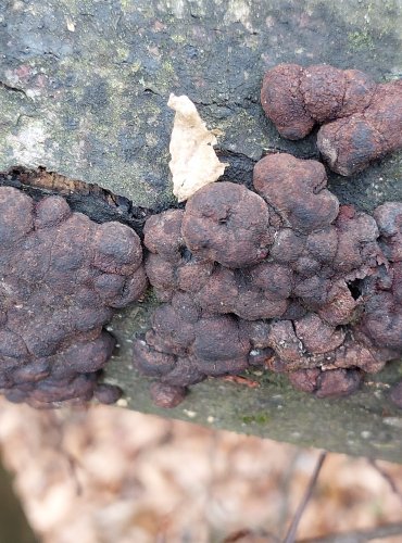 DŘEVOMOR ČERVENÝ (Hypoxylon fragiforme) FOTO: Marta Knauerová, 12/2024