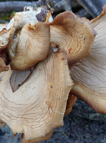 HLÍVA ÚSTŘIČNÁ (Pleurotus ostreatus) FOTO: Marta Knauerová, 12/2024