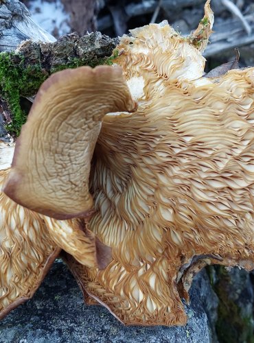 HLÍVA ÚSTŘIČNÁ (Pleurotus ostreatus) FOTO: Marta Knauerová, 12/2024