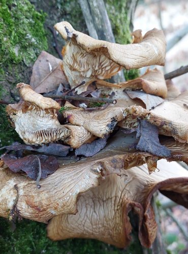 HLÍVA ÚSTŘIČNÁ (Pleurotus ostreatus) FOTO: Marta Knauerová, 12/2024