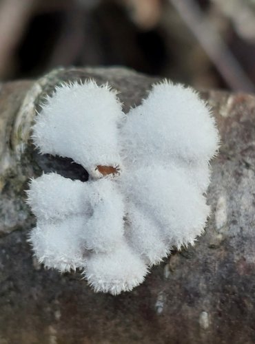 KLANOLÍSTKA OBECNÁ (Schizophyllum commune) FOTO: Marta Knauerová, 12/2024