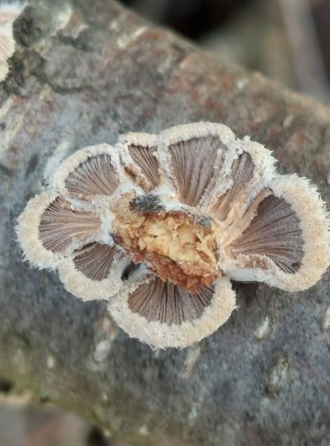 KLANOLÍSTKA OBECNÁ (Schizophyllum commune) FOTO: Marta Knauerová, 12/2024