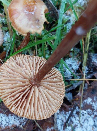 LAKOVKA (Laccaria sp.) blíže neurčená, FOTO: Marta Knauerová, 12/2024
