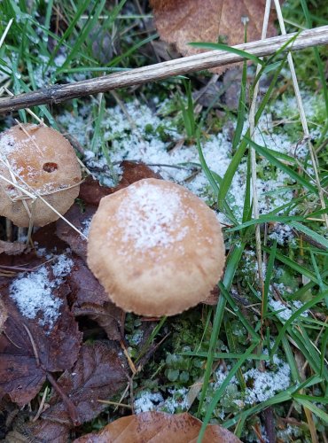 LAKOVKA (Laccaria sp.) blíže neurčená, FOTO: Marta Knauerová, 12/2024