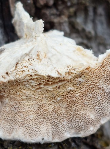 OUTKOVKA CHLUPATÁ (Trametes hirsuta) FOTO: Marta Knauerová, 12/2024