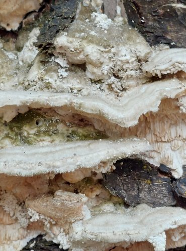 OUTKOVKA CHLUPATÁ (Trametes hirsuta) FOTO: Marta Knauerová, 12/2024