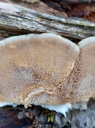 OUTKOVKA PÁSOVANÁ (Trametes ochracea) FOTO: Marta Knauerová, 12/2024