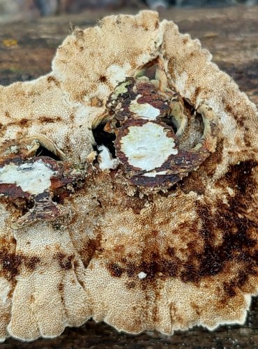 OUTKOVKA PESTRÁ (Trametes versicolor) FOTO: Marta Knauerová, 12/2024