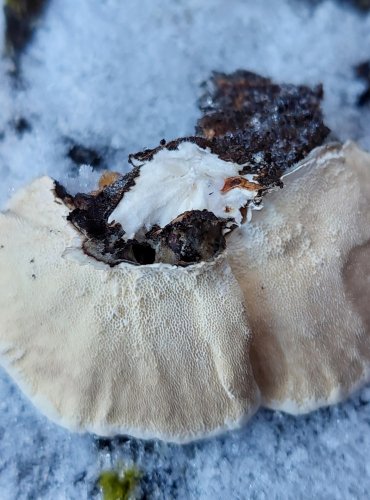 OUTKOVKA PESTRÁ (Trametes versicolor) FOTO: Marta Knauerová, 12/2024