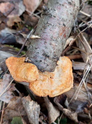 OUTKOVKA RUMĚLKOVÁ (Pycnoporus cinnabarinus) FOTO: Marta Knauerová, 12/2024