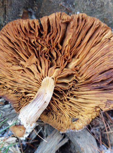 PLAMÉNKA NEVONNÁ (Gymnopilus penetrans) FOTO: Marta Knauerová, 12/2024