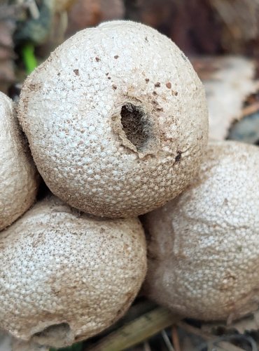 PÝCHAVKA OBECNÁ (Lycoperdon perlatum) FOTO: Marta Knauerová, 12/2024