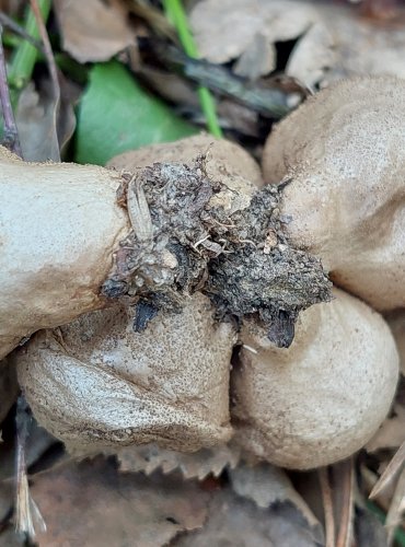 PÝCHAVKA OBECNÁ (Lycoperdon perlatum) FOTO: Marta Knauerová, 12/2024