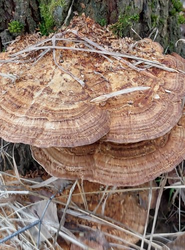 SÍŤKOVEC NAČERVENALÝ (Daedaleopsis confragosa) FOTO: Marta Knauerová, 12/2024