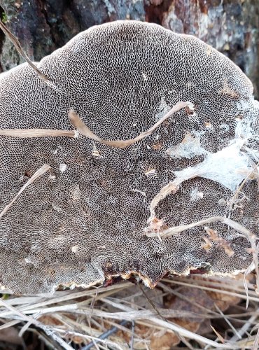 SÍŤKOVEC NAČERVENALÝ (Daedaleopsis confragosa) FOTO: Marta Knauerová, 12/2024