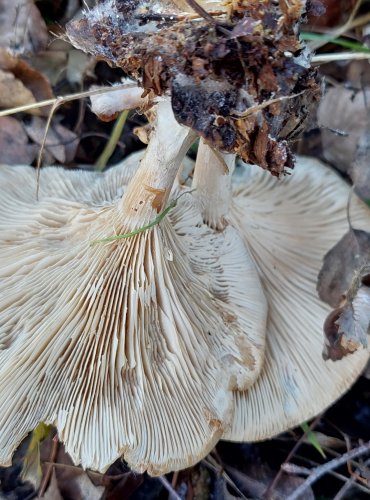 STRMĚLKA LISTOMILNÁ (Clitocybe phyllophila) FOTO: Marta Knauerová, 12/2024