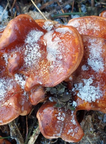 STRMĚLKA PŘEHRNUTÁ (Clitocybe flaccida), FOTO: Marta Knauerová, 12/2024