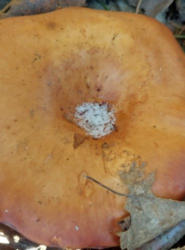 STRMĚLKA PŘEHRNUTÁ (Clitocybe flaccida), FOTO: Marta Knauerová, 12/2024