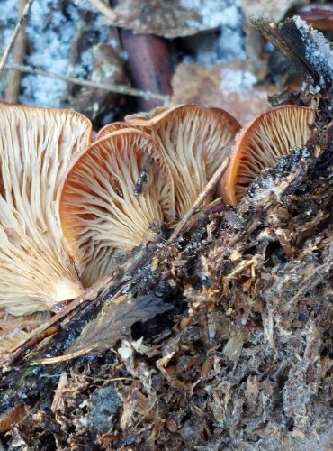 STRMĚLKA PŘEHRNUTÁ (Clitocybe flaccida), FOTO: Marta Knauerová, 12/2024