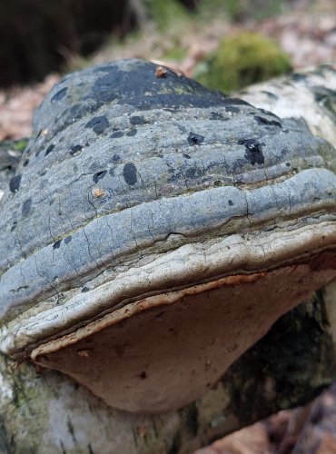 TROUDNATEC KOPYTOVITÝ (Fomes fomentarius) FOTO: Marta Knauerová, 12/2024