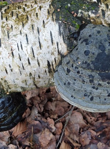 TROUDNATEC KOPYTOVITÝ (Fomes fomentarius) FOTO: Marta Knauerová, 12/2024