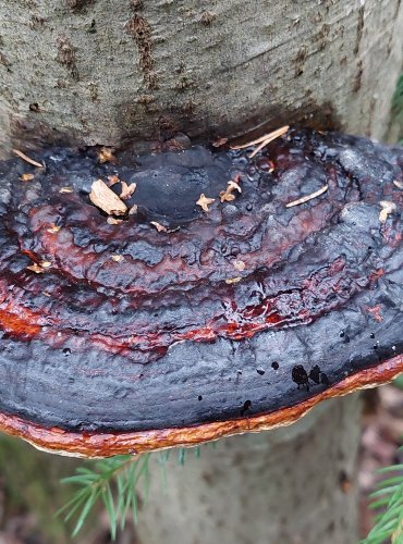 TROUDNATEC PÁSOVANÝ (Fomitopsis pinicola) FOTO: Marta Knauerová, 12/2024
