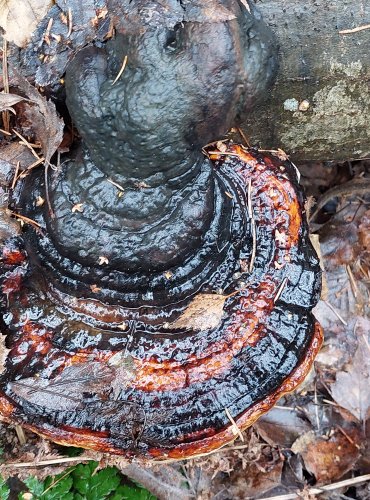 TROUDNATEC PÁSOVANÝ (Fomitopsis pinicola) FOTO: Marta Knauerová, 12/2024