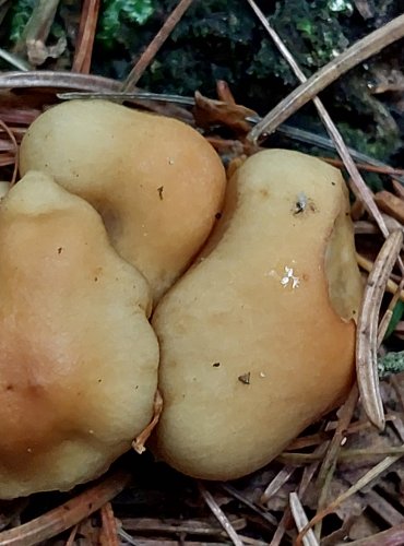 TŘEPENITKA MAKOVÁ (Hypholoma capnoides) FOTO: Marta Knauerová, 12/2024