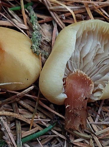 TŘEPENITKA MAKOVÁ (Hypholoma capnoides) FOTO: Marta Knauerová, 12/2024