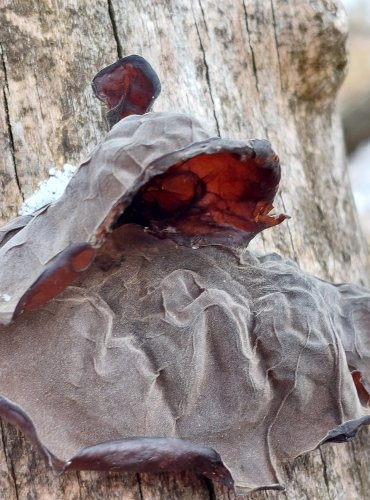 UCHO JIDÁŠOVO (Auricularia auricula-judae) FOTO: Marta Knauerová, 12/2024