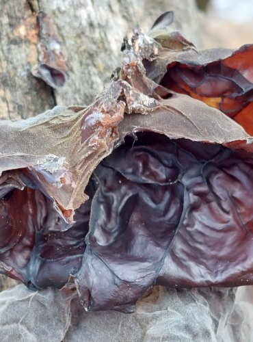 UCHO JIDÁŠOVO (Auricularia auricula-judae) FOTO: Marta Knauerová, 12/2024