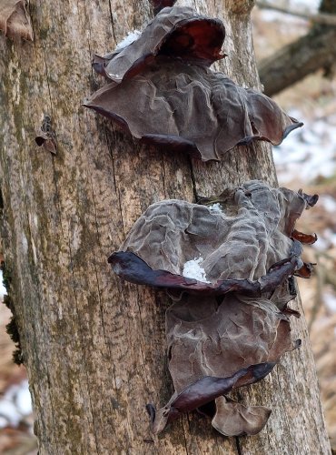 UCHO JIDÁŠOVO (Auricularia auricula-judae) FOTO: Marta Knauerová, 12/2024