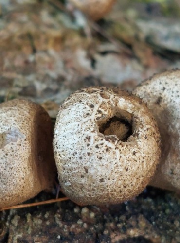PÝCHAVKA HRUŠKOVITÁ (Lycoperdon pyriforme) FOTO: Marta Knauerová, 12/2024